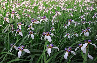 厂商表示玩家不必担心《女神异闻录3：Reload》背刺